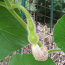 ヒョウタンの実