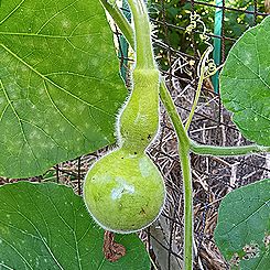 ヒョウタンの実