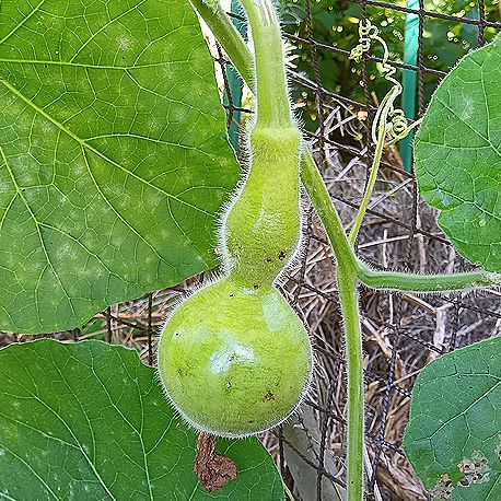 ヒョウタンの実