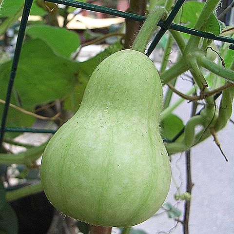 ヒョウタンの実