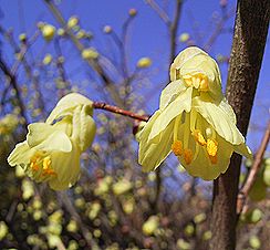 ヒュウガミズキ