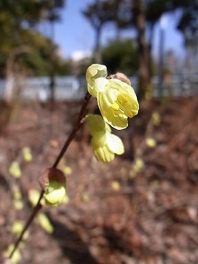 日向水木 写真集 １