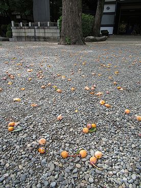 イチョウ、ギンナン