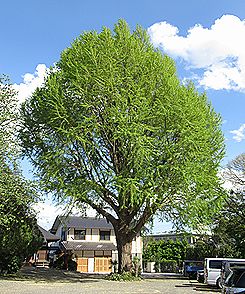 季節の花300の表紙のイチョウの新緑