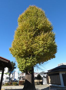 イチョウ