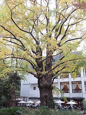 イチョウ