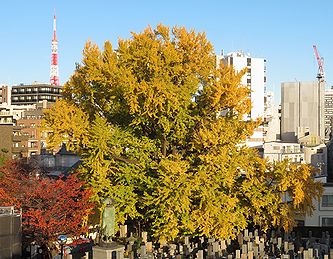 善福寺の「逆さイチョウ」