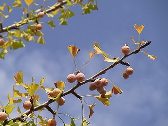 イチョウ、ギンナン