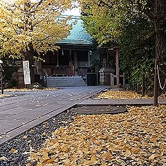 イチョウ
