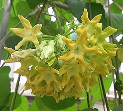 イエライシャン