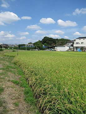 イネ