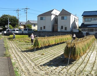 イネ