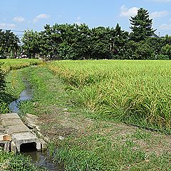 イネ、稲穂、田んぼ、用水路