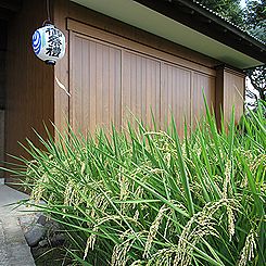 イネ、秋の祭礼の頃の稲穂