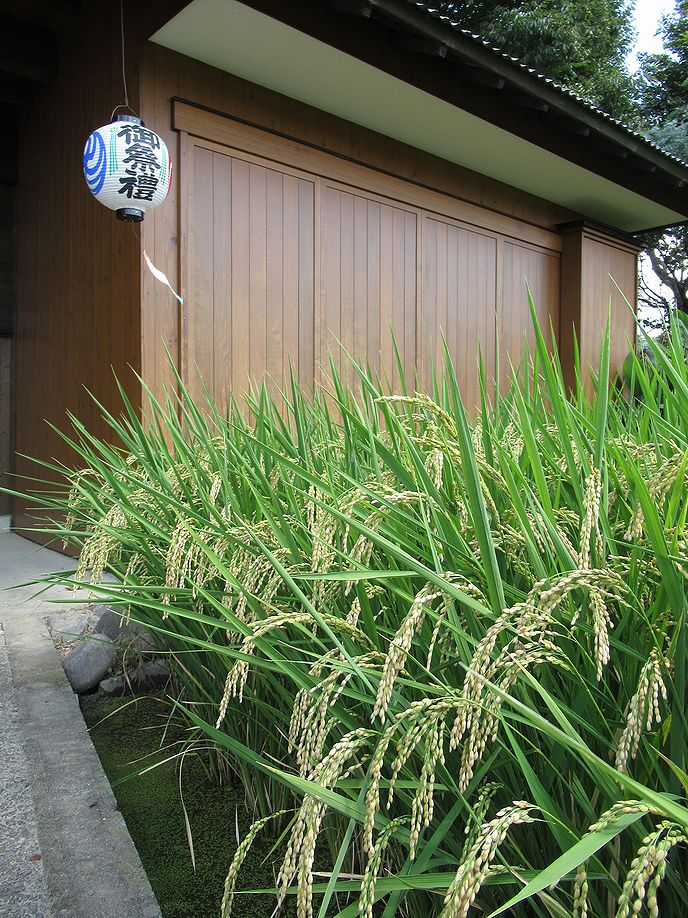 イネ、秋の祭礼の頃