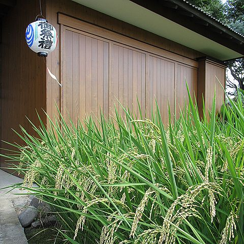 イネ、秋の祭礼の頃の稲穂