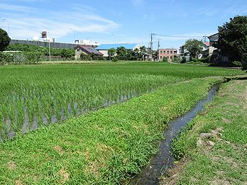 イネ