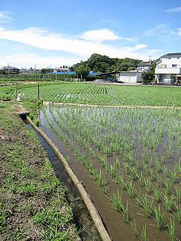 イネ