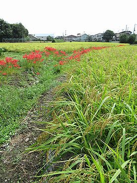 イネ