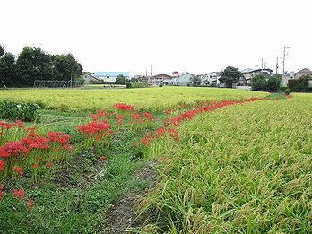 イネ