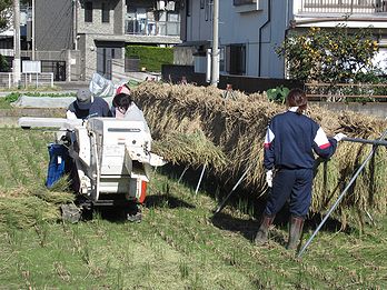 イネ