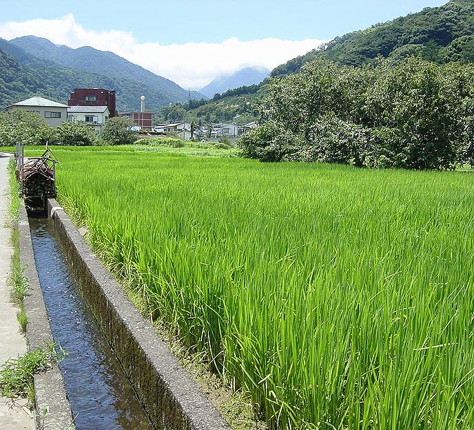 イネ、箱根の山麓の田んぼ
