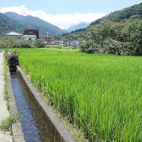 用水路、田んぼ、イネ・稲穂