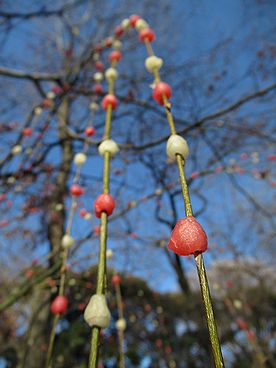 イネ、マユダマ