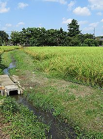 イネ、稲穂