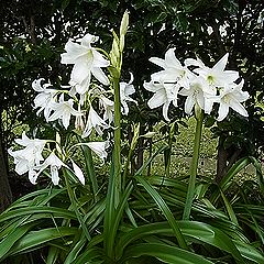 インドハマユウ、アフリカハマユウ