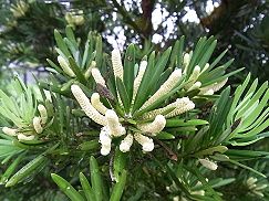 すべての美しい花の画像 ラブリーラカンマキ 花 言葉