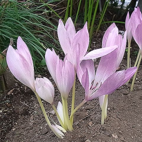 イヌサフラン