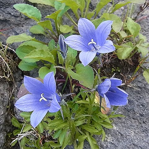 イワギキョウ
