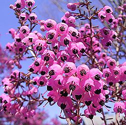 ジャノメエリカ