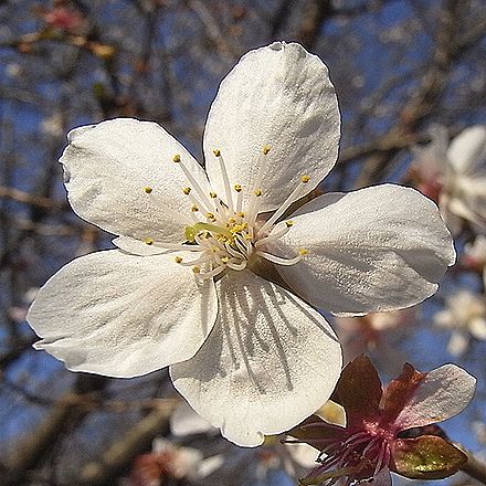 十月桜（ジュウガツザクラ）