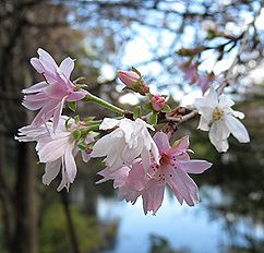 ジュウガツザクラ