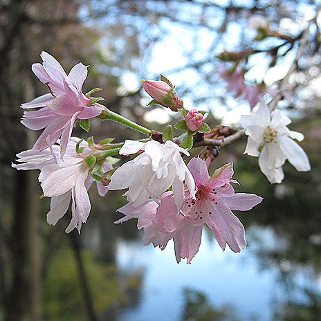 十月桜（ジュウガツザクラ）