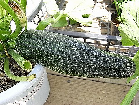 ズッキーニ