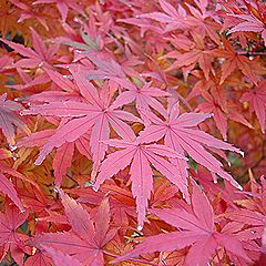 楓（カエデ）・紅葉（モミジ）