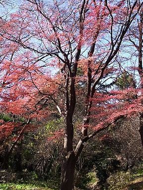 カエデ、モミジ