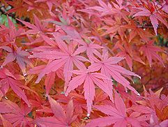 楓 カエデ 紅葉 モミジ