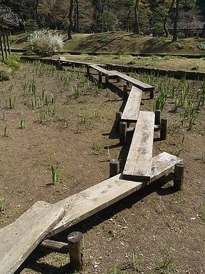 カキツバタ