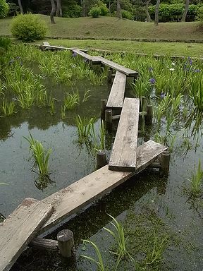 カキツバタ