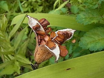 カキツバタ