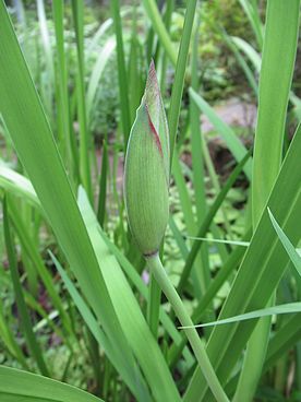 カキツバタ