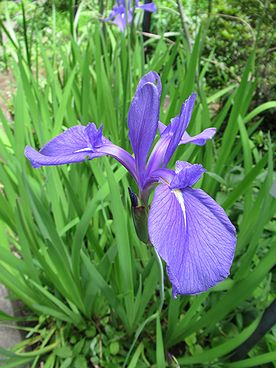 カキツバタ