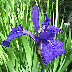 カキツバタ