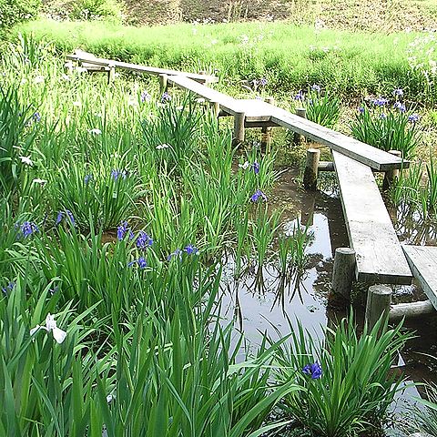 カキツバタ
