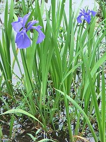 杜若 カキツバタ