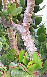 カネノナルキ、カゲツ